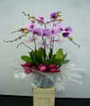 5 Stems Orchid Plant Online