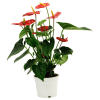 Anthurium Online