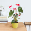 Anthurium Online