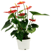 Anthurium Online