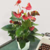 Anthurium Online