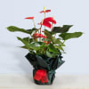 Anthurium Online