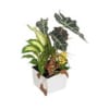 Arrangement of Plants Online