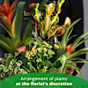 ARRANGEMENT OF PLANTS Online