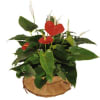 Arrangement of Plants Online