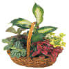 Arrangement of Plants Online