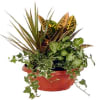 Arrangement of Plants Online