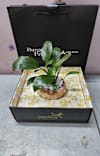 Axis Bank Burgundy Peace Lily Plant Online