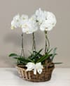 Basket with orchids Online