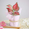 Shop Birthday Bonanza