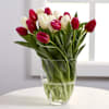 Bouquet of White and Red Tulips Online