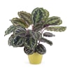 Calathea Plant Online