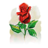 Card - Rose Online