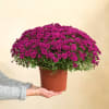 ChrysanthÃ¨me mauve Online