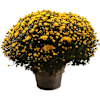 Chrysanthemum Online