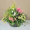 Delicates pensees Online