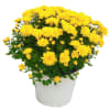 Delightful autumn day Online