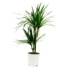 Dracaena Online