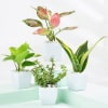 Gift Evergreen Harmony Plant Bundle