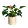 Flamingo Flower Online