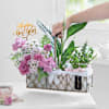 Buy Garden of New Beginnings