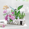 Garden of New Beginnings Online