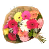 Gerbera Bunch - Mixed Online