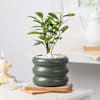 Gift Glorious Green