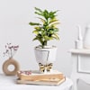 Gift Golden Canopy