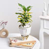 Buy Golden Canopy