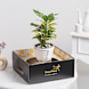Shop Golden Canopy