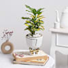 Golden Canopy Online
