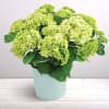 Hortensia blanc Online