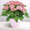 Hortensia rose Online