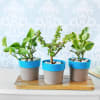 Shop Hues of Green Hamper for Dad