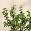 Buy Jade Plant in Round Glass Vase