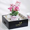 Gift Kalanchoe Beauty