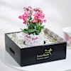 Shop Kalanchoe Beauty
