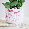 Shop Kalanchoe Knots