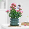 Gift Kind Like Kalanchoe