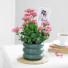 Kind Like Kalanchoe Online