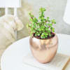 Gift Loving in Jade