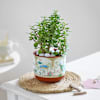 Gift Lucky Jade Plant