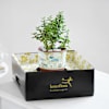 Buy Lucky Jade Plant