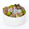 Luxurious Succulent Garden Online