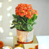 Shop Marigold Mahal