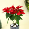 Buy Merry Red Poinsettia with Planter