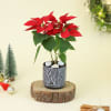 Merry Red Poinsettia with Planter Online