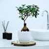 Microcarpa Bonsai With White Planter And Plate Online