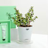 Buy Minty Fresh Body Care And Jade Plant Combo For Men
